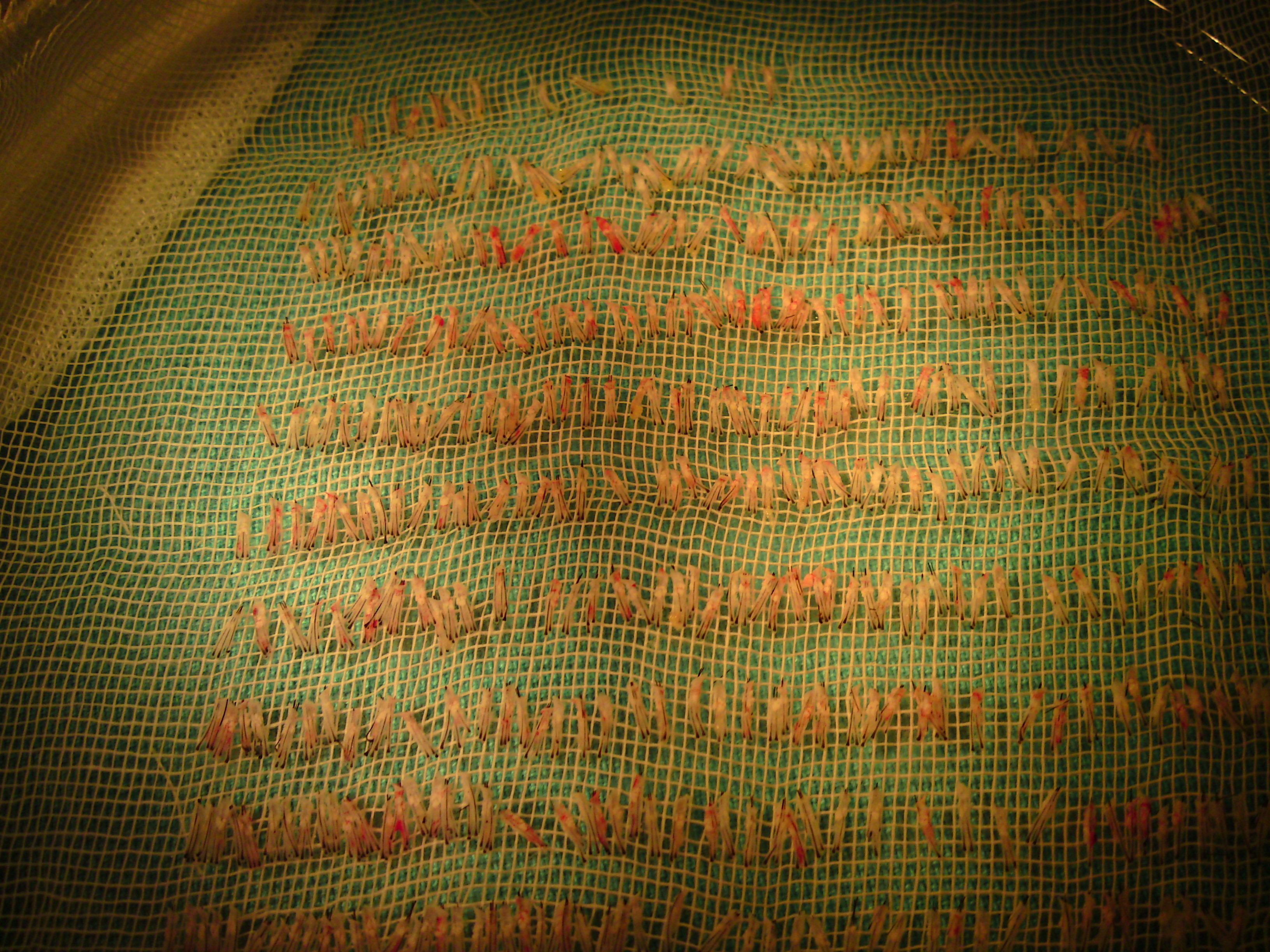 index.php/fa/10339/0/