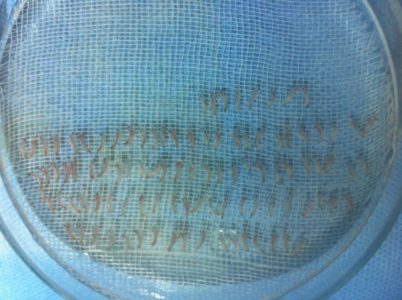 index.php/fa/11803/0/