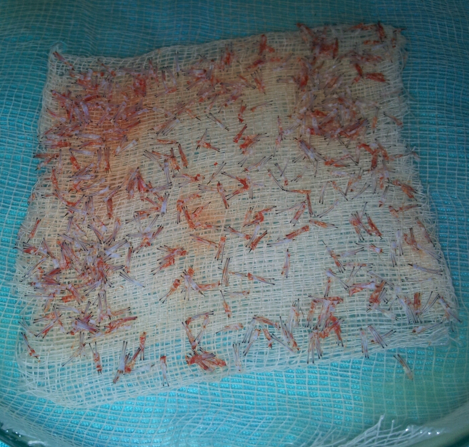 index.php/fa/19896/0/