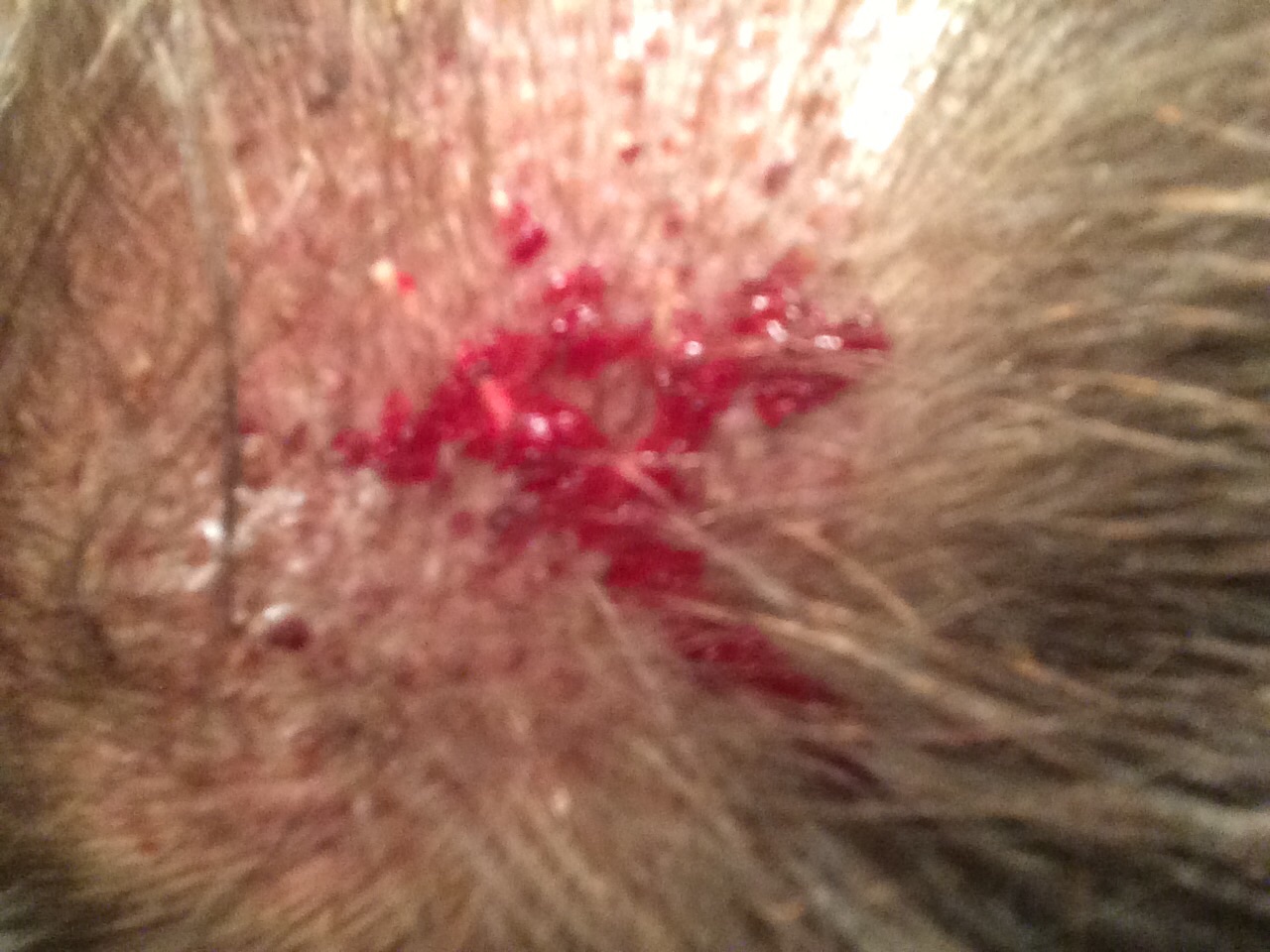 index.php/fa/22110/0/