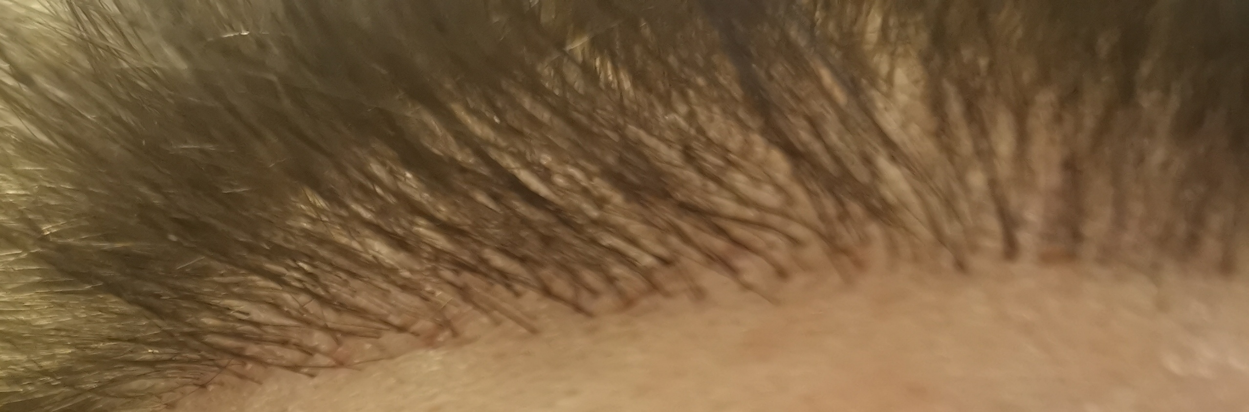 /foren/transplant/index.php/fa/60369/0/