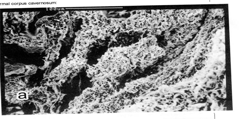 index.php/fa/10828/0/