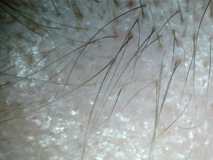 index.php/fa/12320/0/