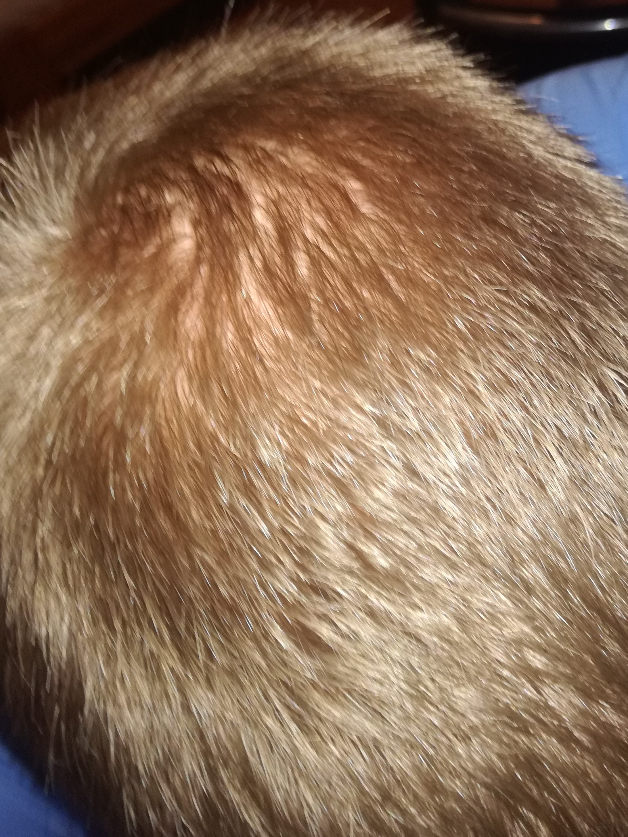 index.php/fa/22070/0/