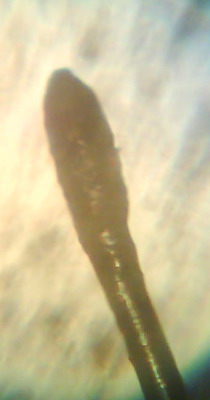 index.php/fa/2508/0/