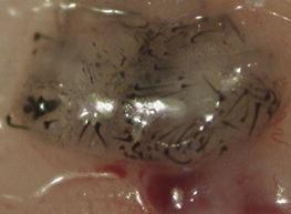 index.php/fa/5673/0/